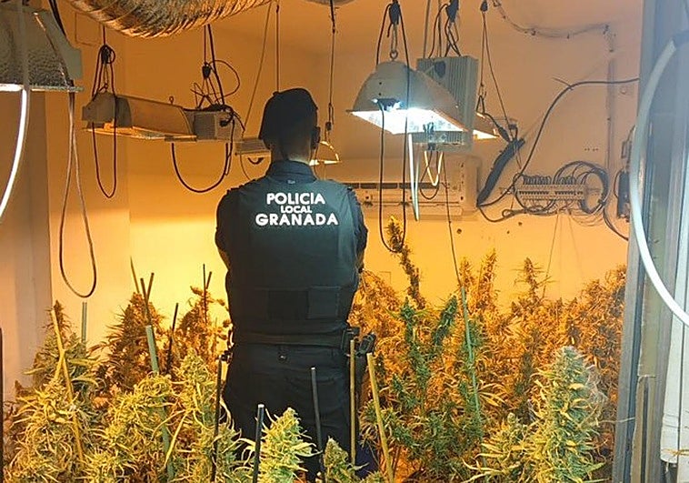 La plantación de marihuana descubierta.