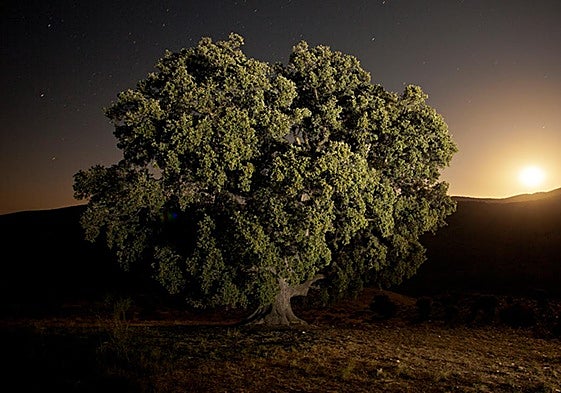 La Peana, el árbol más grande de Andalucía, más cerca de la muerte: «su envejecimiento es imparable»