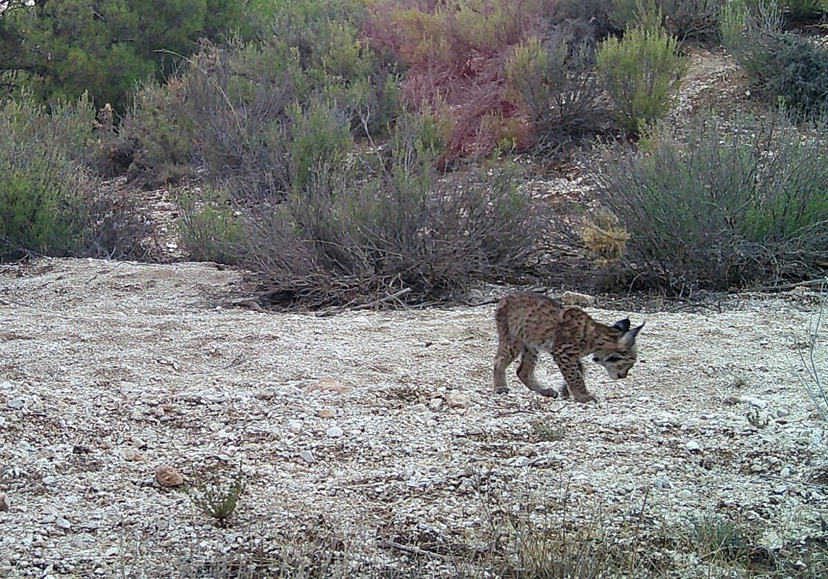 Una de las crías de 2024 de la hembra Toranja, que este año ha vuelto a tener cachorros.