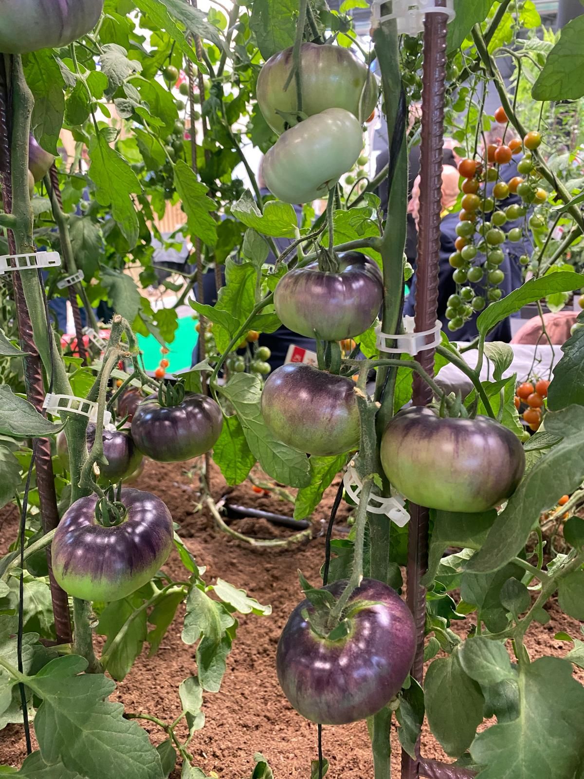 Almería se viste para el mejor escaparate de la agricultura, en Madrid