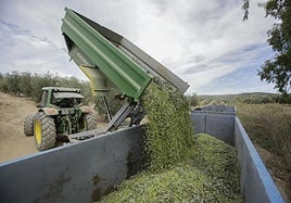 Las imágenes de la recogida de la aceituna volverán a verse este mes de octubre en los pueblos olivareros.