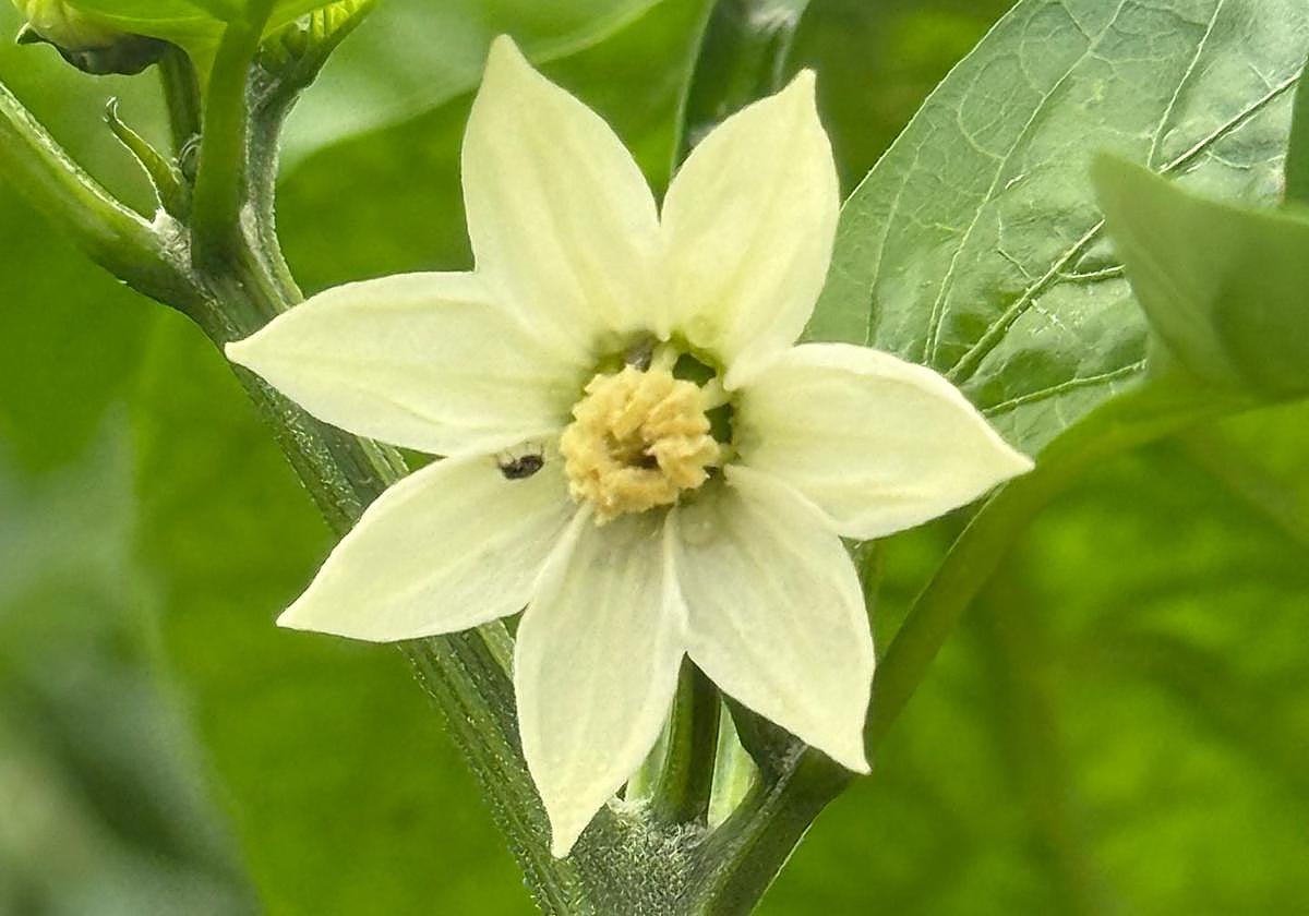 FRESH PREMIUM espera alcanzar la comercialización de 9.000 toneladas en la nueva campaña