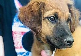 Coloquios de perros, de ayer a hoy