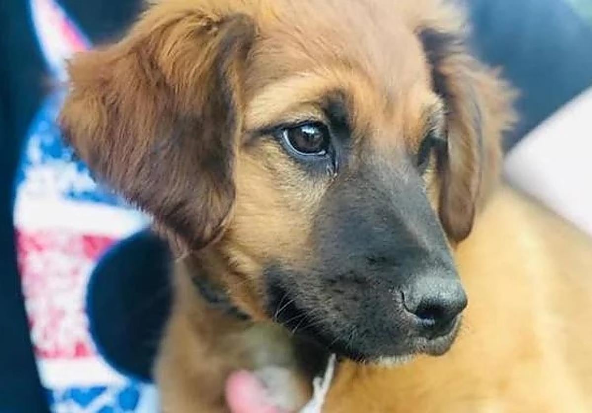 Coloquios de perros, de ayer a hoy