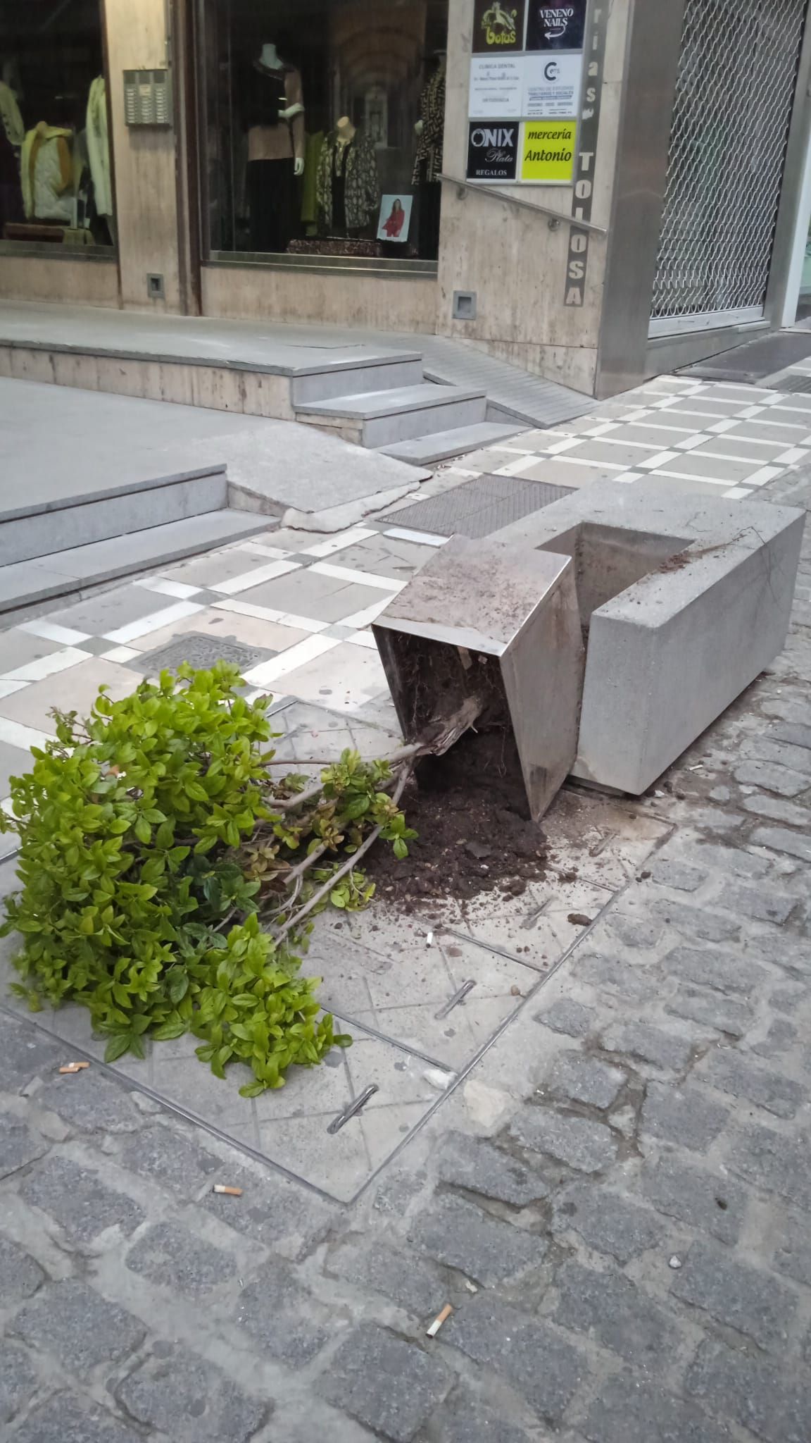 Un arbusto tirado en Navas de Tolosa.