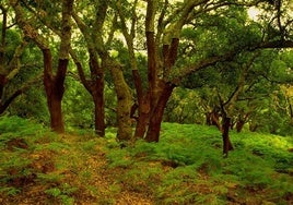 El último bosque subtropical de Europa que se esconde en Andalucía