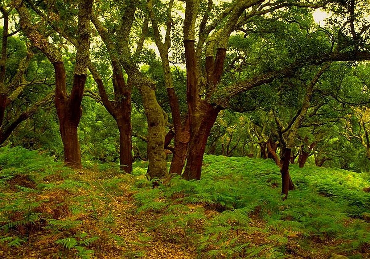 Parque natural Los Alcornocales.