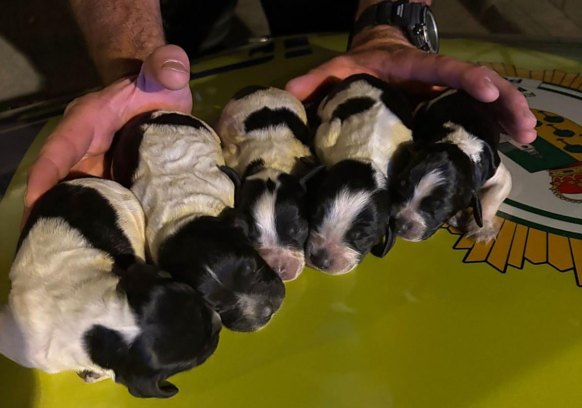 Abandonan a cinco cachorros en un contenedor de basura en Pinos Puente.