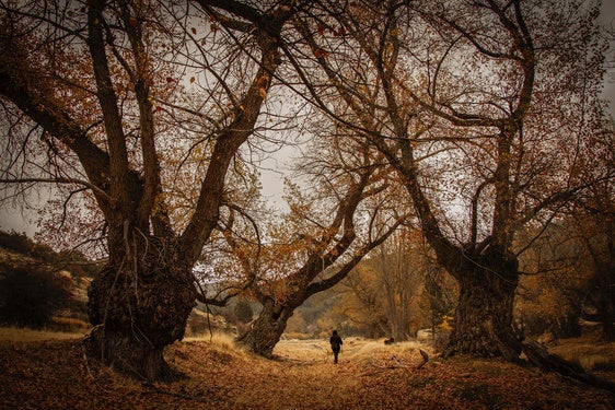 Fotografía ganadora del Premio Especial del Jurado, Otoño en el Parque Natural Sierra de Baza