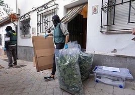 Agentes sacando bolsas de marihuana de una de las viviendas.