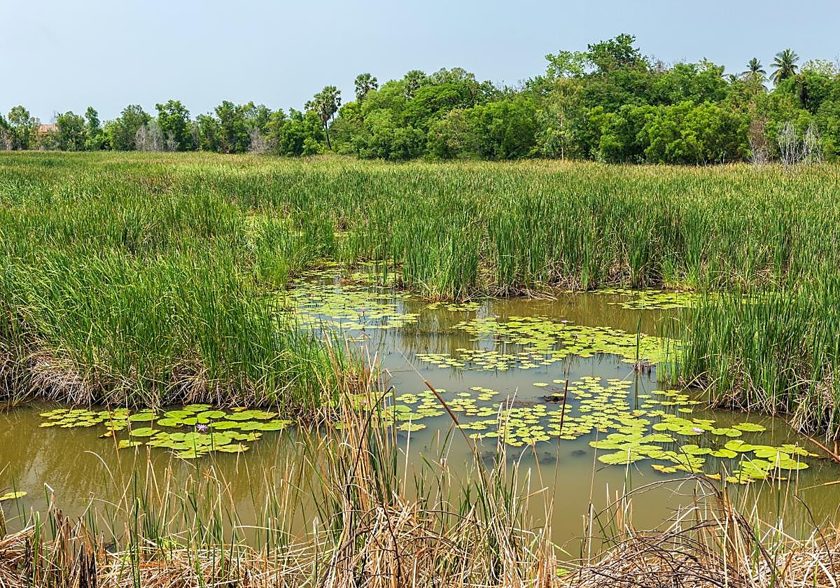 Alerta en Benahadux y Carboneras por nuevos casos de fiebre del Nilo Occidental