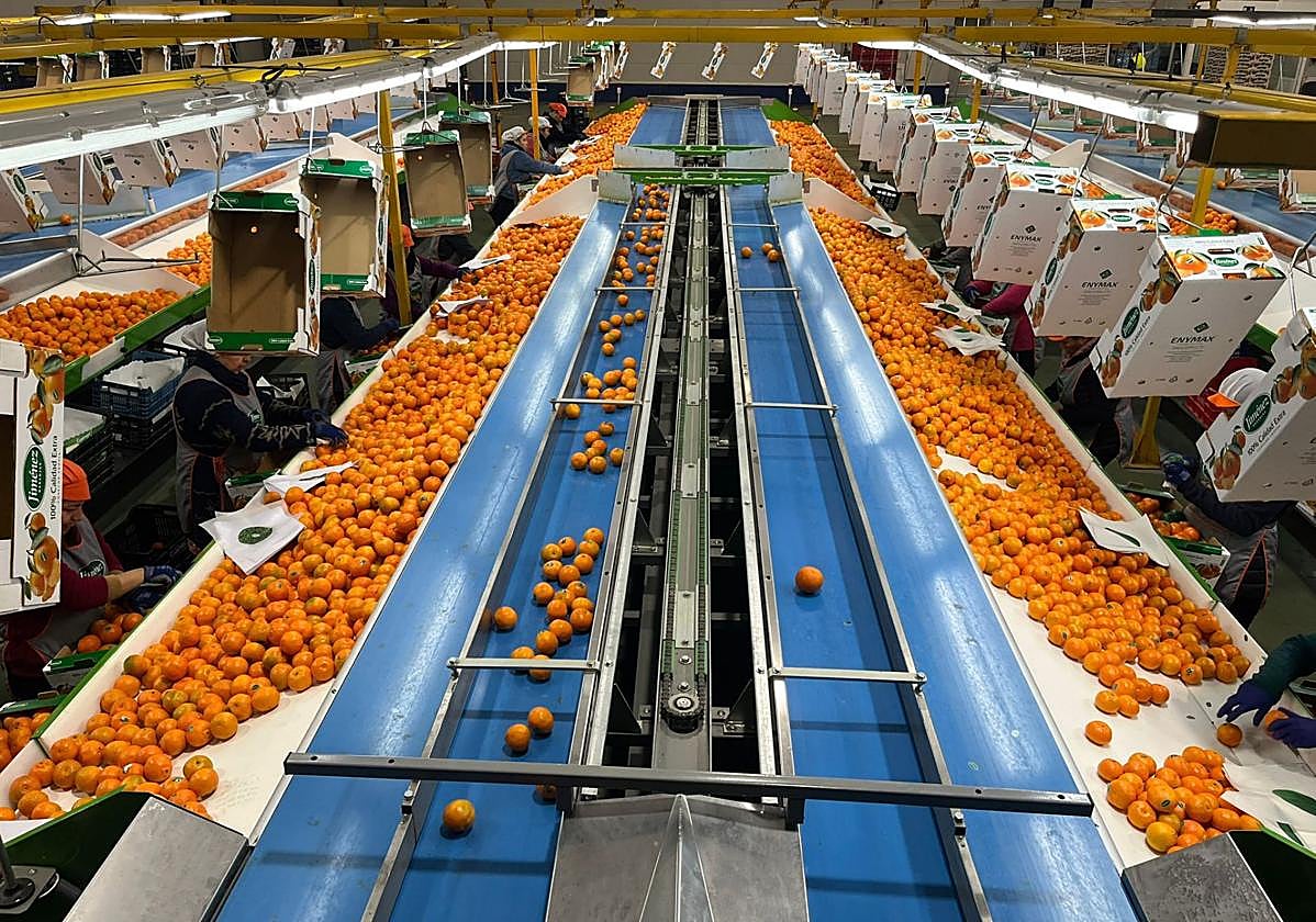 Instalaciones de Naranjas Jiménez en Almería.