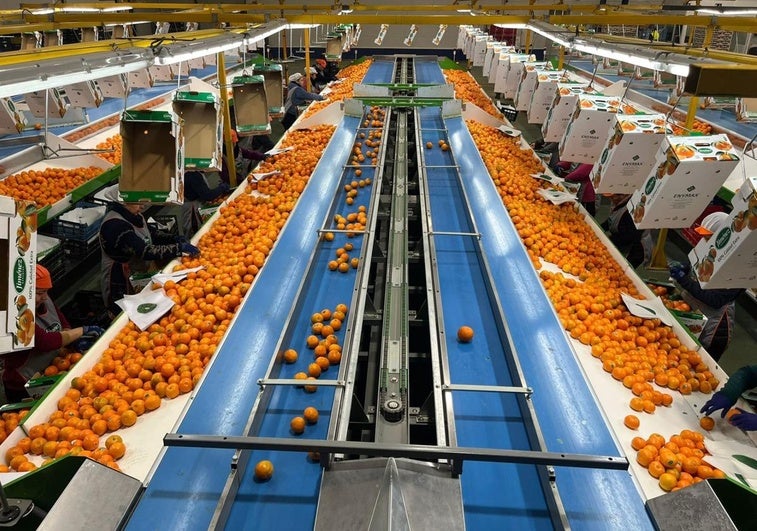 La lista de las empresas granadinas más rentables con Naranjas Jiménez a la cabeza
