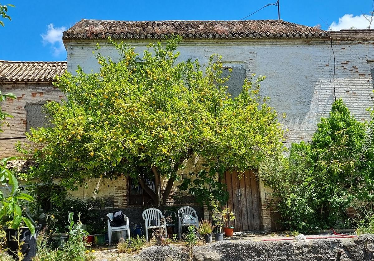 La huerta de la Mariana antes de que las máquinas pasaran por las acequias