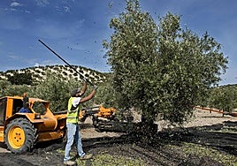 Recogida de aceituna en un olivar de Jaén.