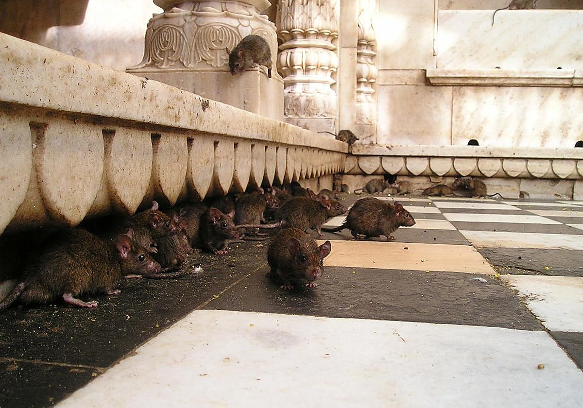 Varias ratas en la ciudad.