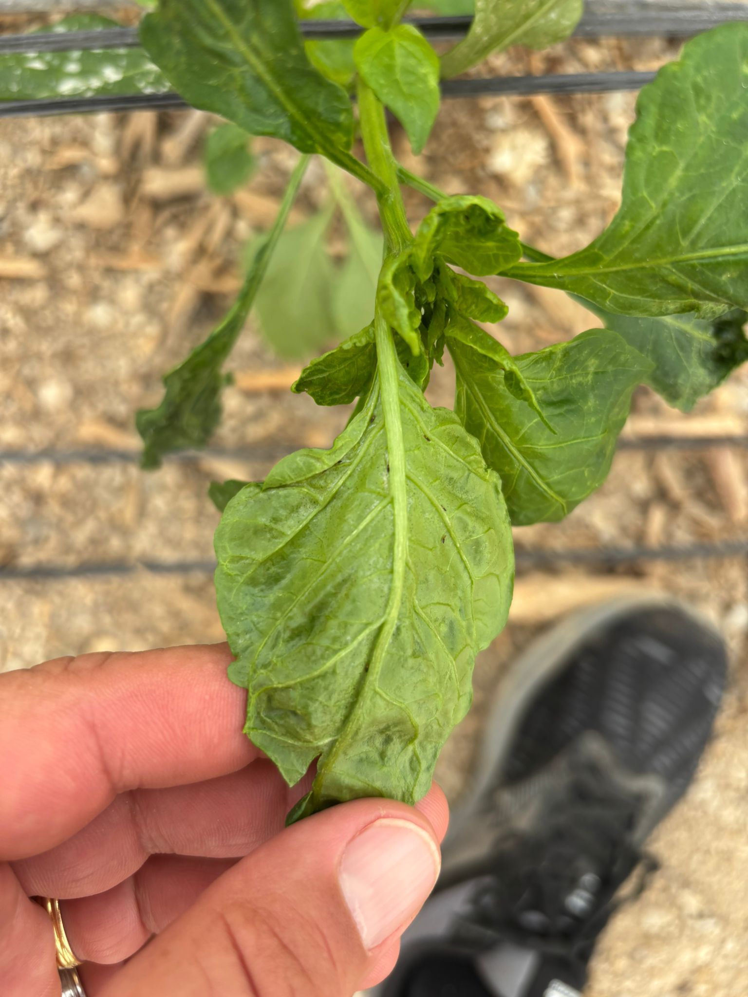 Coag-Almería insta a agilizar la petición de materias activas para erradicar el trips en los cultivos de pimiento