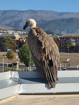 El polluelo de buitre leonardo en la cubierta de Granaita.