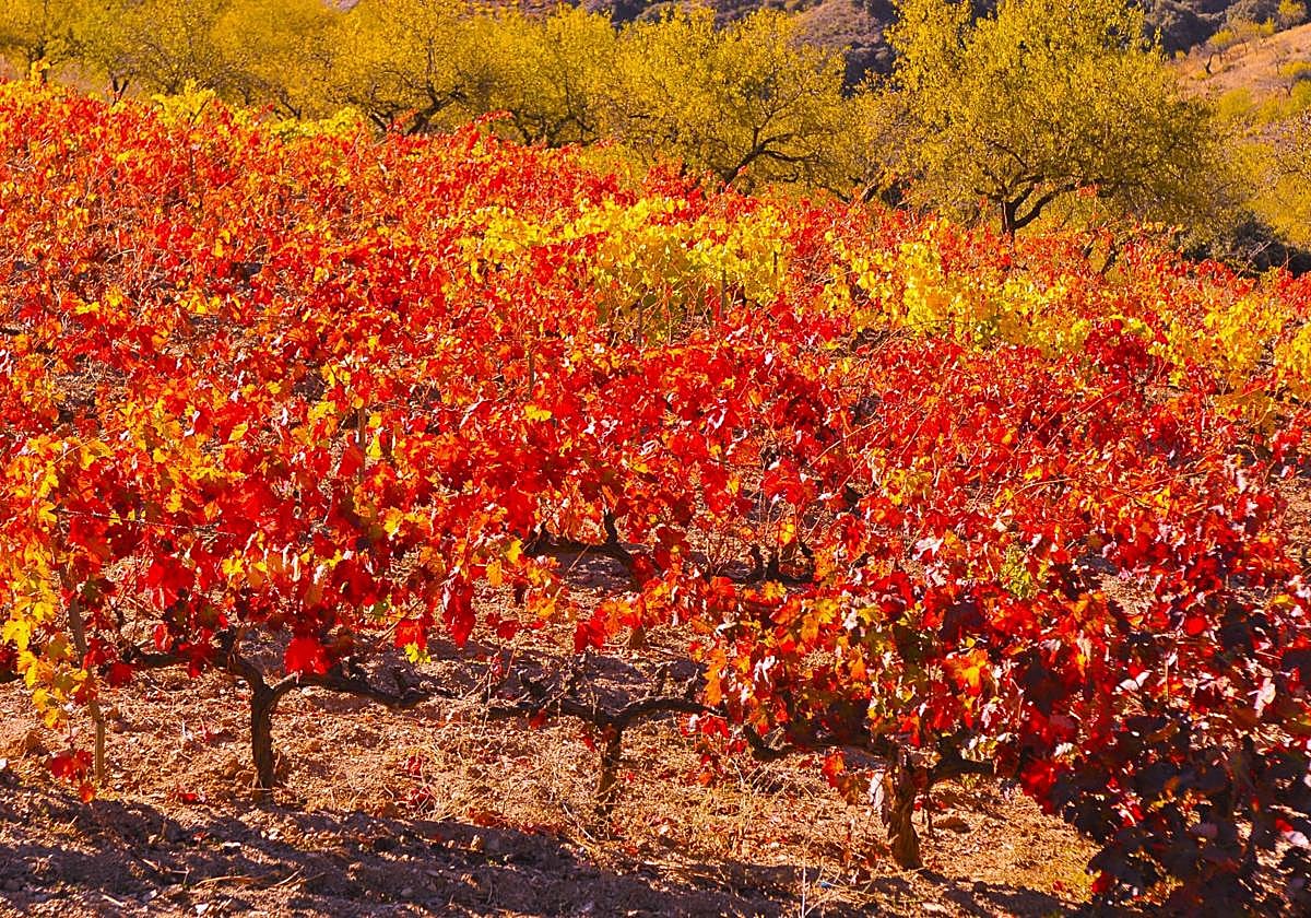 Uno de los viñedos de Sorvilán muy coloridos y pintorescos.