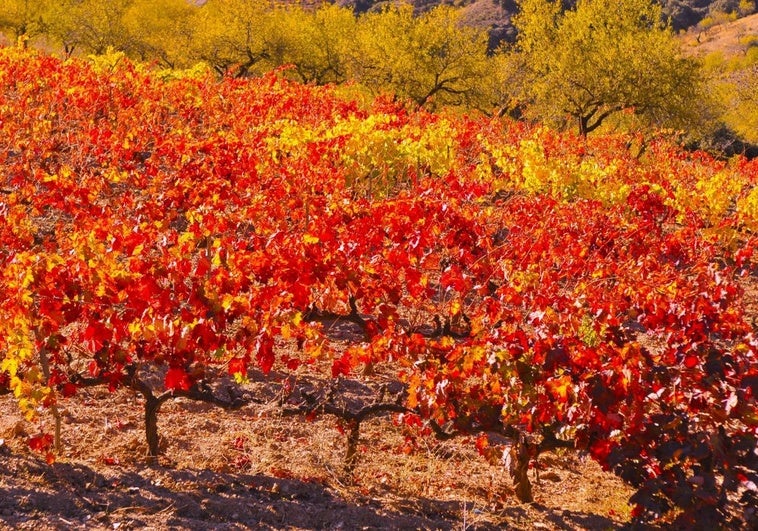 El espectacular paisaje otoñal de la Alpujarra que atrae a visitantes de todo el país