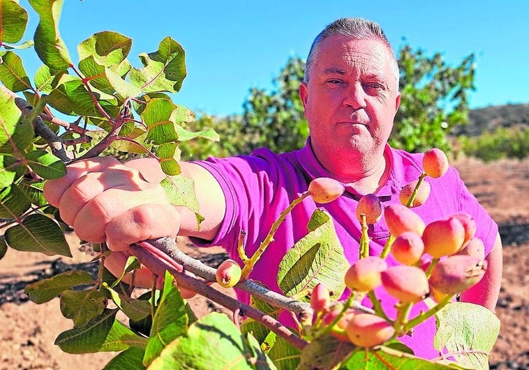 «El pistacho es rentable, pero hay que conocer bien el cultivo antes de lanzarse»