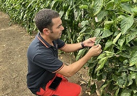 El agricultor de Castell de Ferro, José Villegas enseña una hoja afectada por el trips del tabaco.