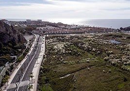 Vistas desde el Castillo de Salobreña de la franja costera invadida por la 'Cortaderia selloana'.