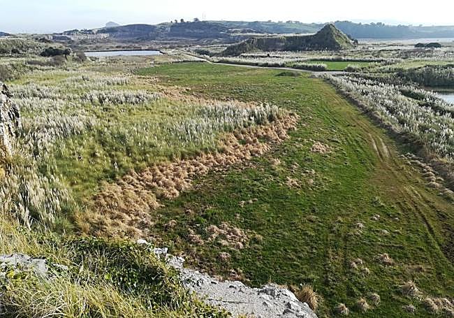 Humedales de Cuchia (Cantabria) colonizados por plumero, antes de su recuperación.