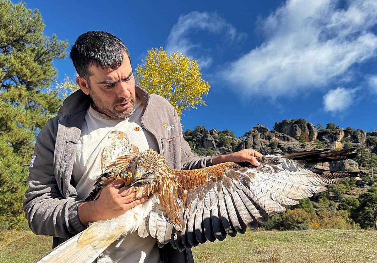 Un técnico muestra un ejemplar de milano real antes de su suelta.