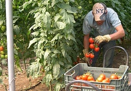 Un agricultor recoge la cosecha en un invernadero.