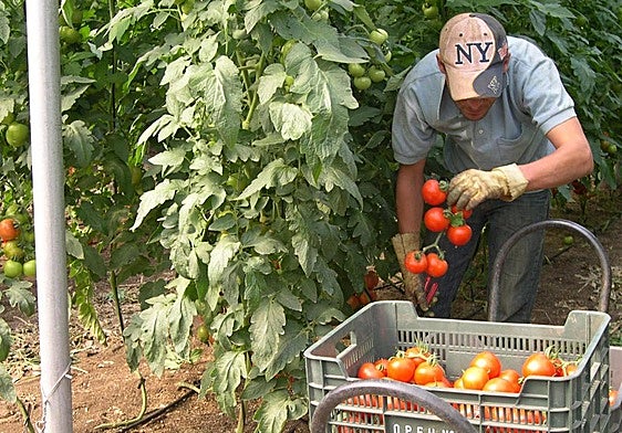 Un agricultor recoge la cosecha en un invernadero.