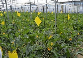 La agricultura sigue creando una gran parte del empleo en la provincia de Almería.