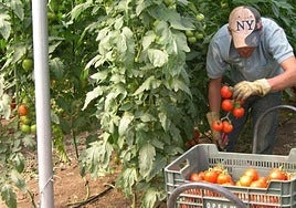 Un hombre trabaja en un cultivo de tomate.