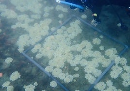 El registro de esta especie confirma que las condiciones ambientales del Mediterráneo occidental comienzan a ser favorables para especies de origen tropical