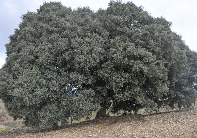 Una de las encinas de mayor tamaño de Andalucía se encuentra en un pueblo de Granada