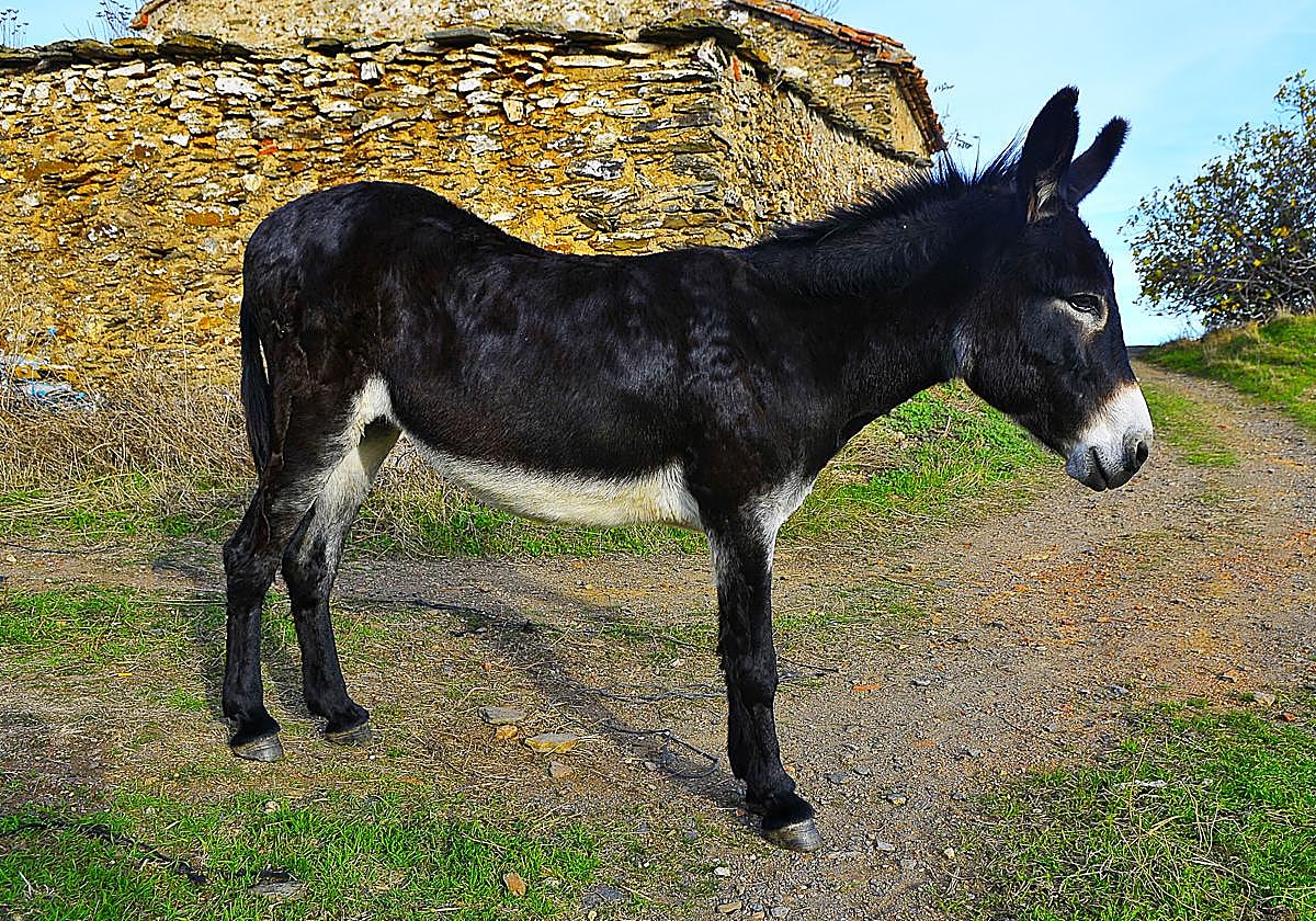 Un burro en Torvizcón.