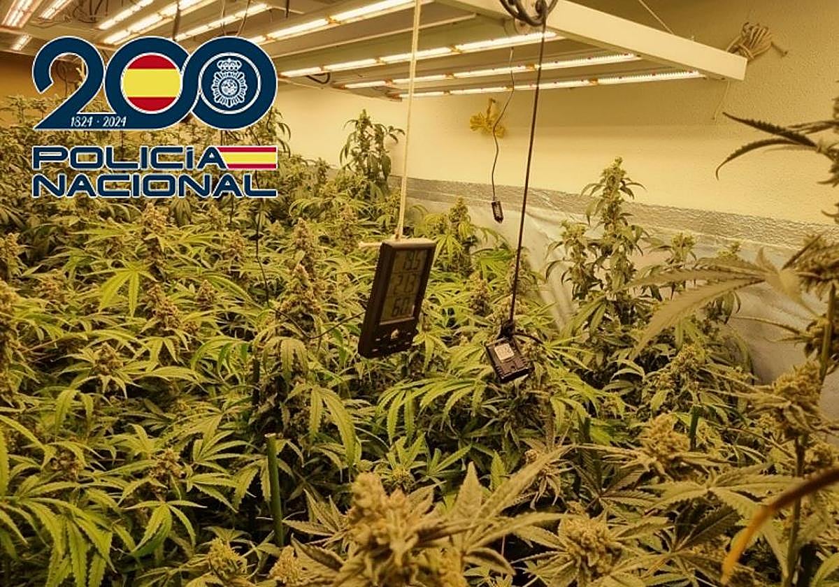 Una de las plantaciones encontradas en las operaciones antidroga en el mes de octubre en Granada.