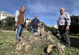Los agricultores junto a un chirimoyo cortado.