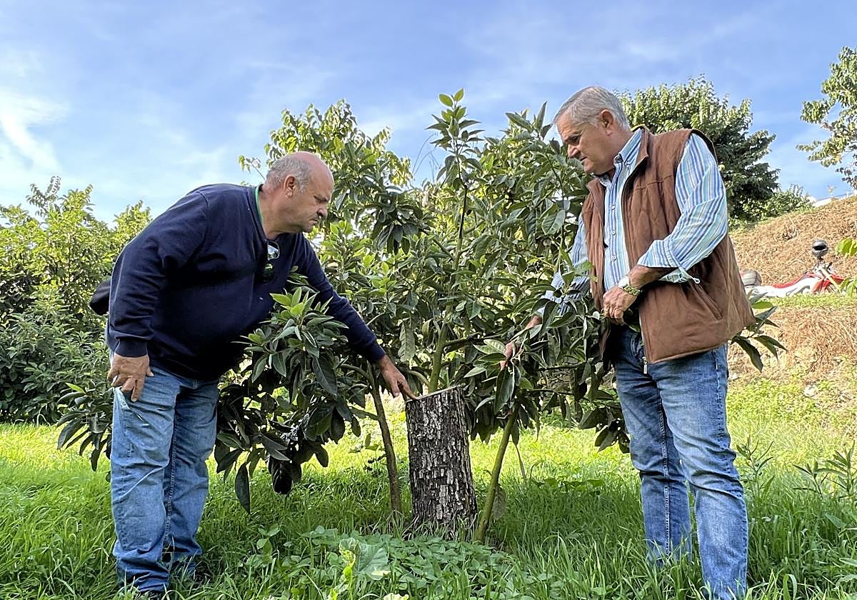Los agricultores posan con un aguacate cortado.