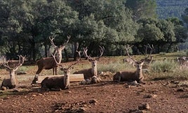 El desconocido 'safari' por una sierra andaluza que se realiza en tren por 10 euros