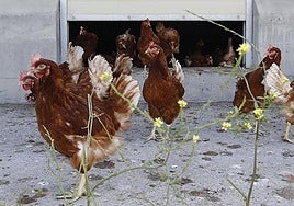 El precio de los huevos no para de crecer aunque su consumo también sigue al alza.