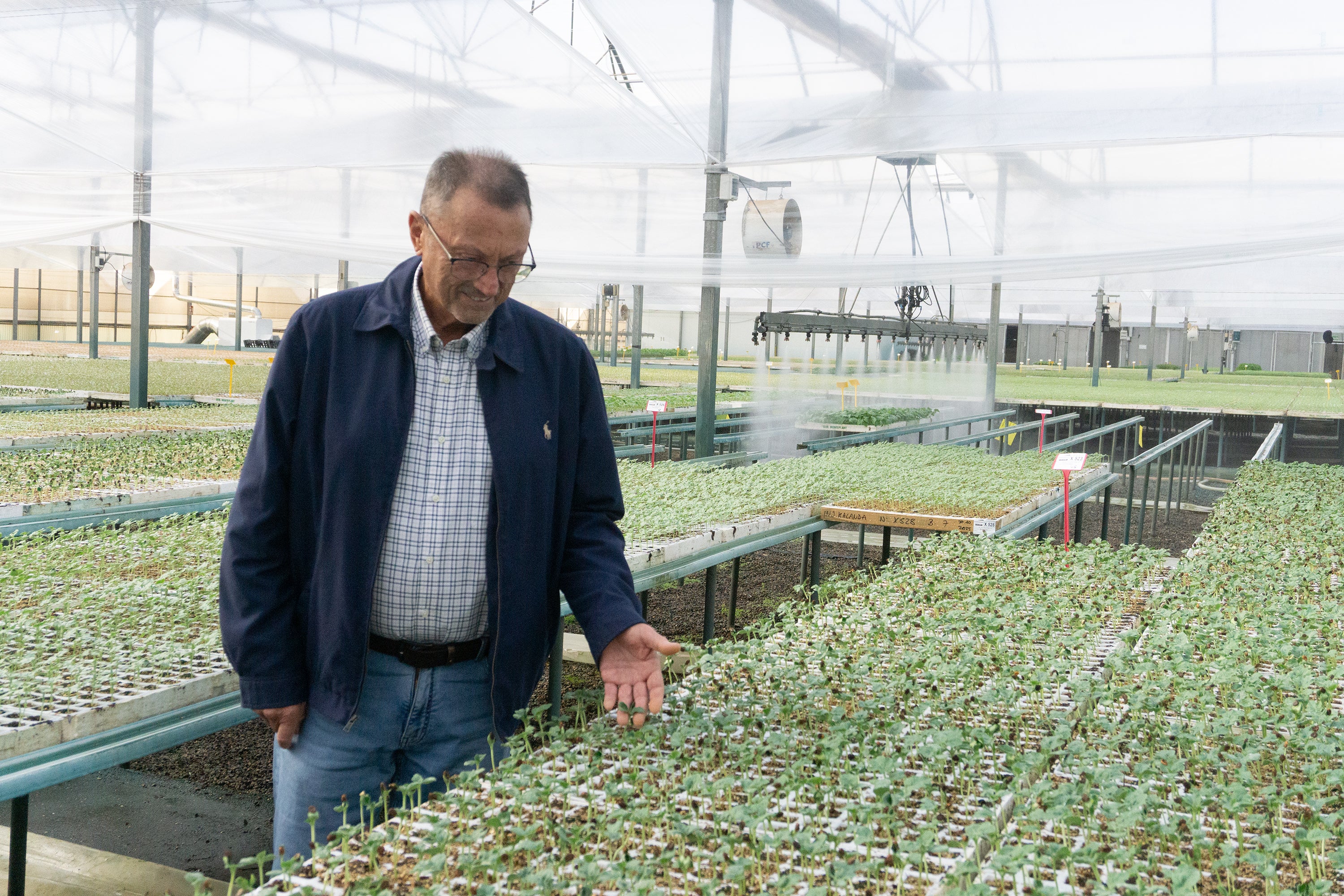 Antonio Sánchez, gerente de Semillero Monteplant constata el desarrollo de plantas de sandía.