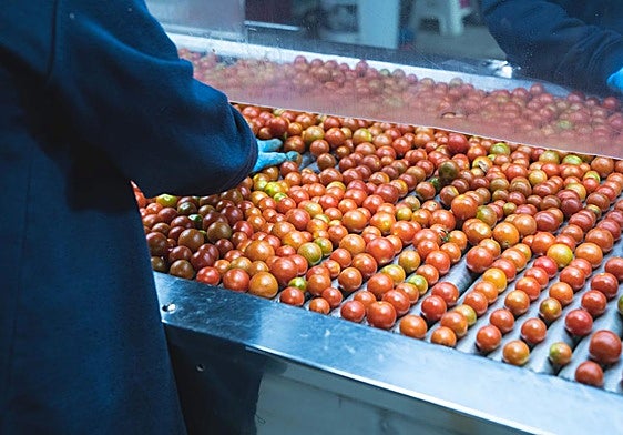 Manipulación de tomate cherry en un almacén.