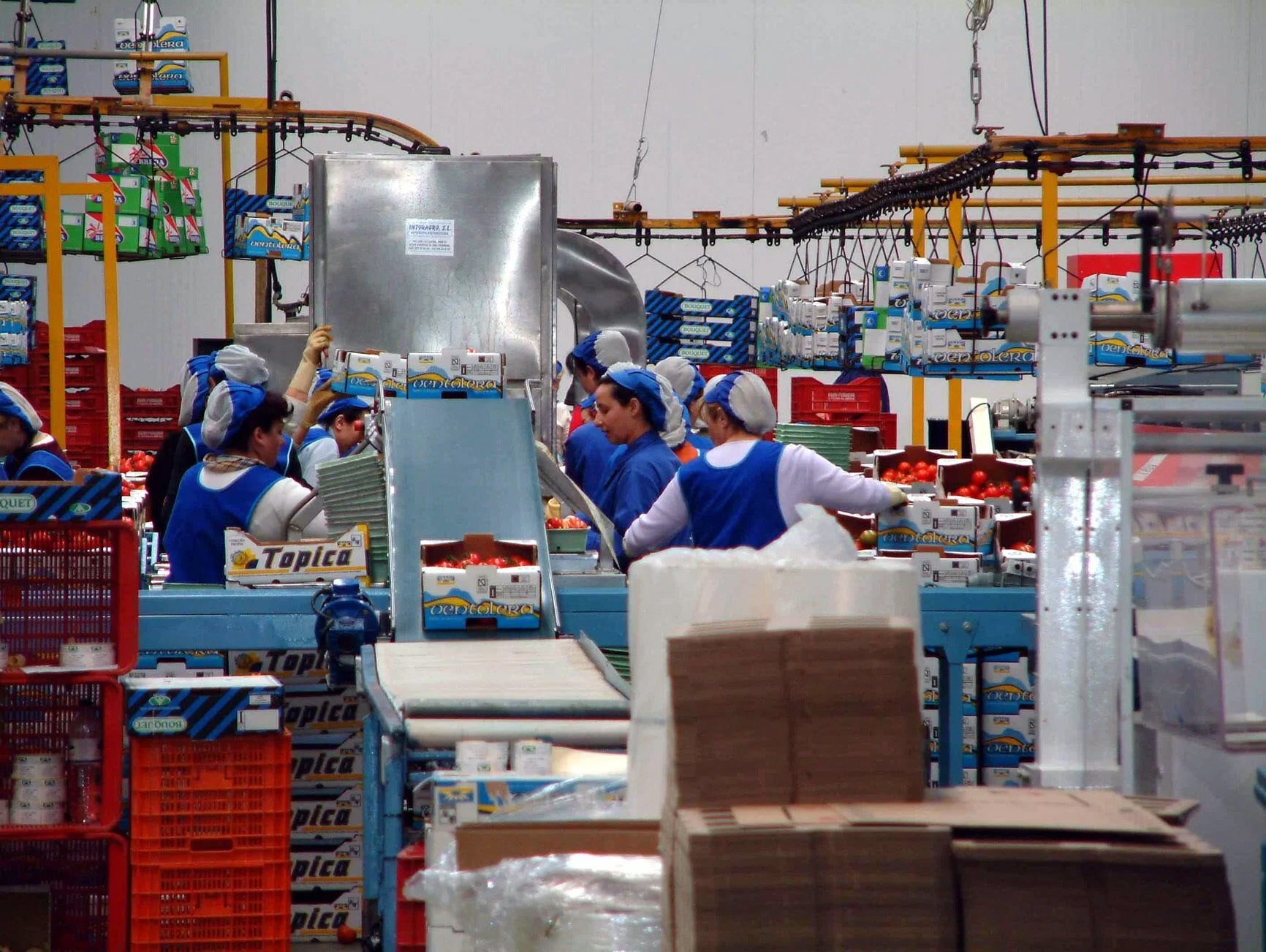 Personal del manipulado durante su jornada laboral en un almacén hortofrutícola de la provincia.