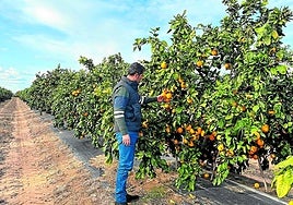 Finca ecológica con cultivos de cítricos en la provincia de Sevilla.
