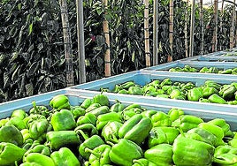 Imagen de archivo de pimientos cultivados en Almería.