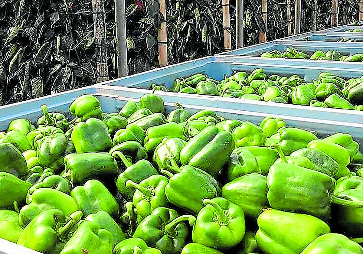Imagen de archivo de pimientos cultivados en Almería.
