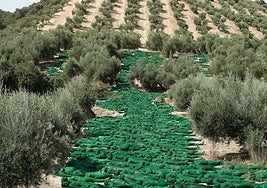 Fotografía final de Spencer Tunick en Medios de Retrato Alhambra 1925.