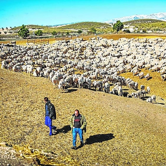 Época de vacas flacas para la ganadería tradicional