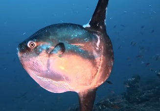 El pez ha nadado con tranquilidad frente a la cámara del buceador.